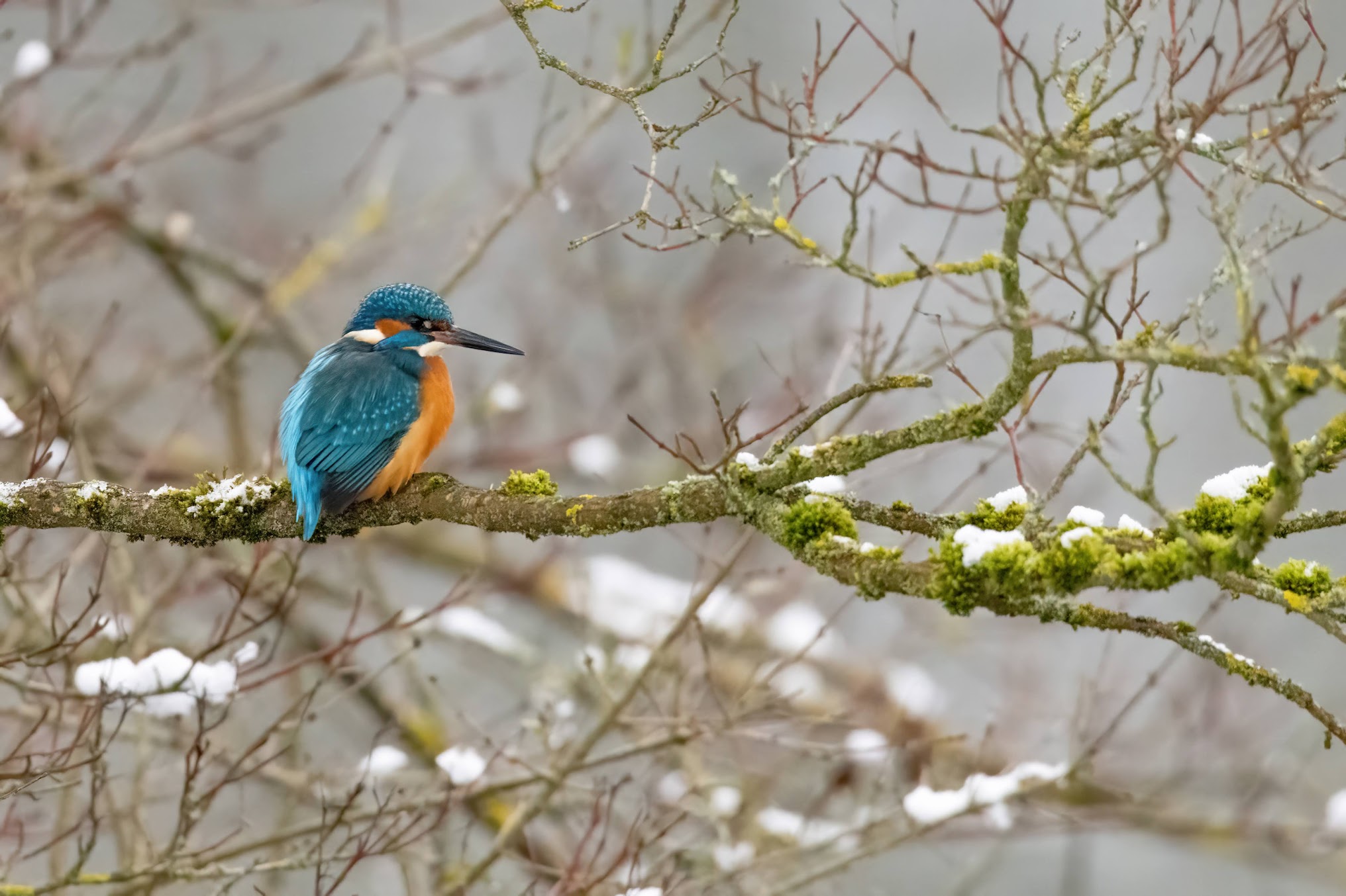Eisvogel