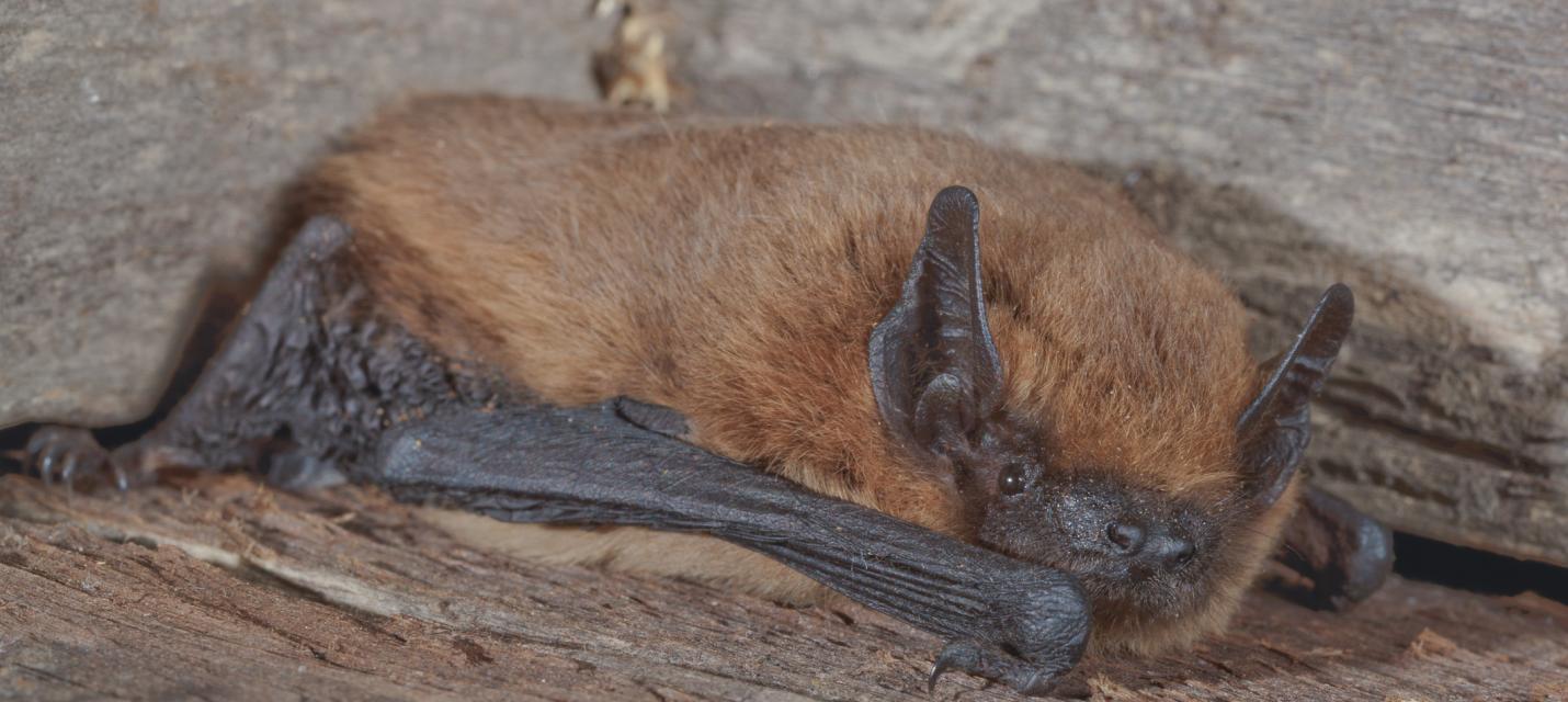 Zwergfledermaus