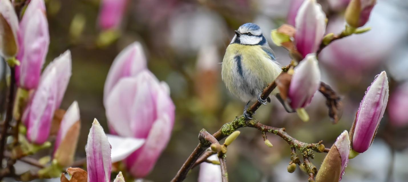 Blaumeisli